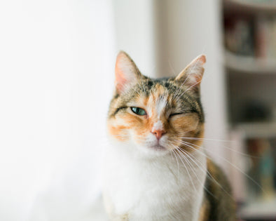 INCORPORATING ROUTINES IN YOUR CAT'S LIFE
