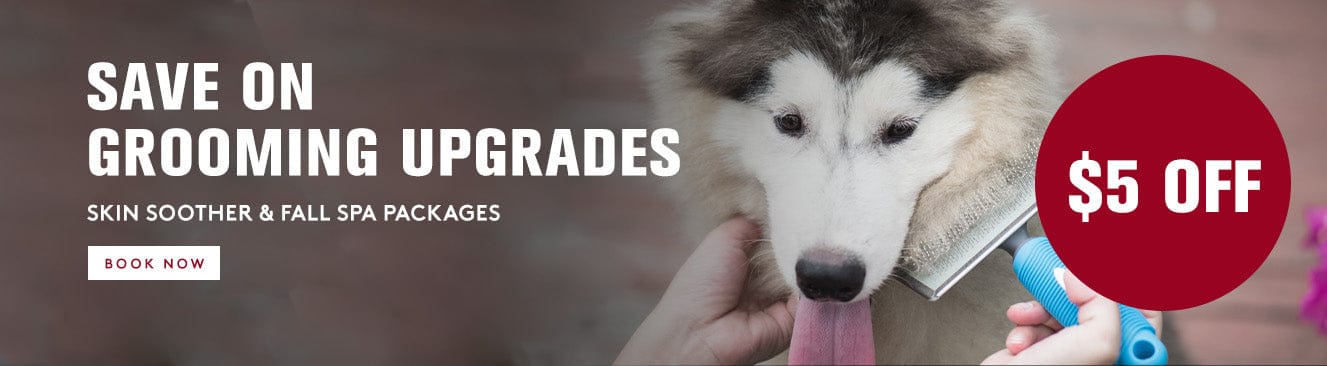 Dog being groomed with a $5 off offer for grooming upgrades on a banner.