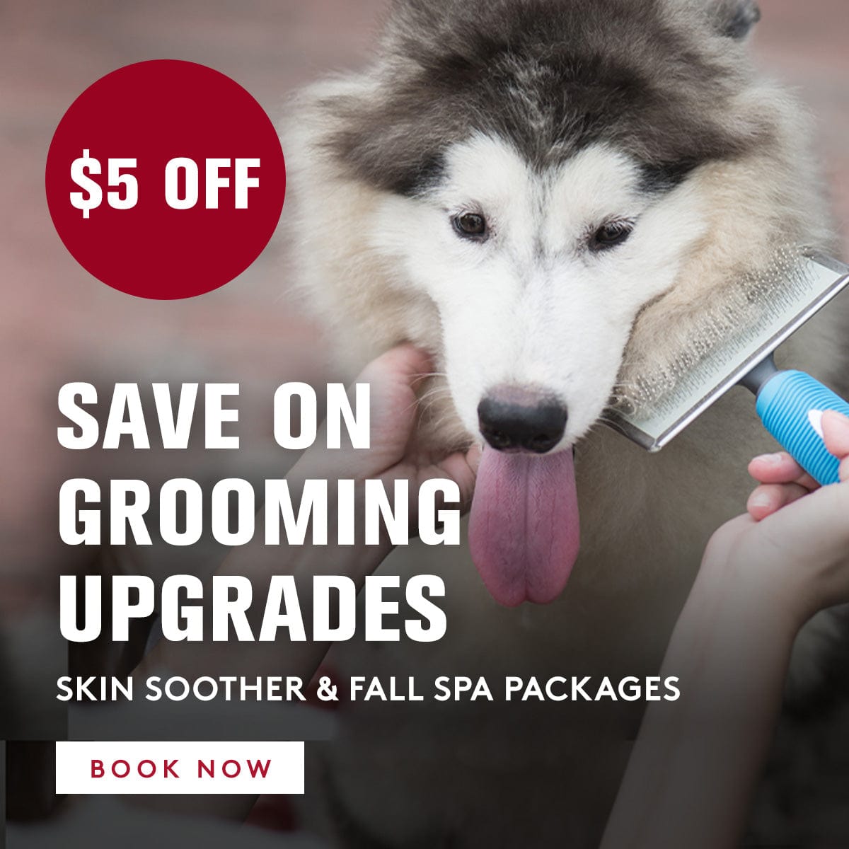 Dog being groomed with a $5 off grooming upgrade offer displayed.