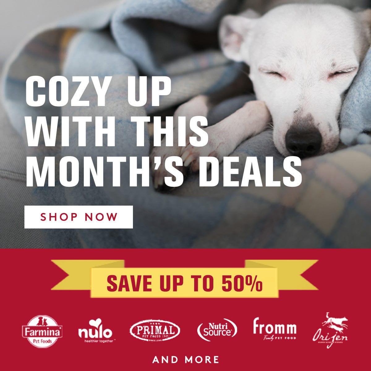 Dog lying on a couch with promotional text for deals and discounts.