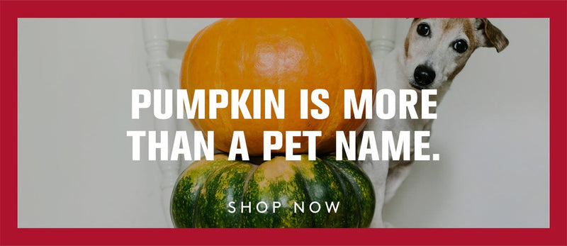 Dog with pumpkins and text 'Pumpkin is more than a pet name' on a red background