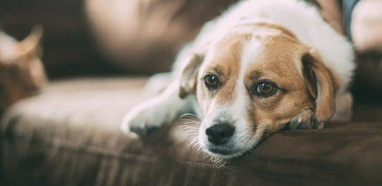 Five Ways to Keep Your Pet Calm