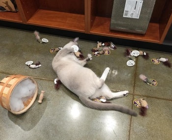 What to Know About Catnip and Its Effects