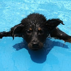 Keeping Your Dog Cool in Summer