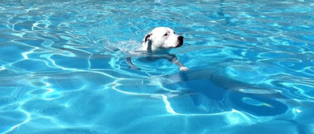 Pool Safety Tips for Pets