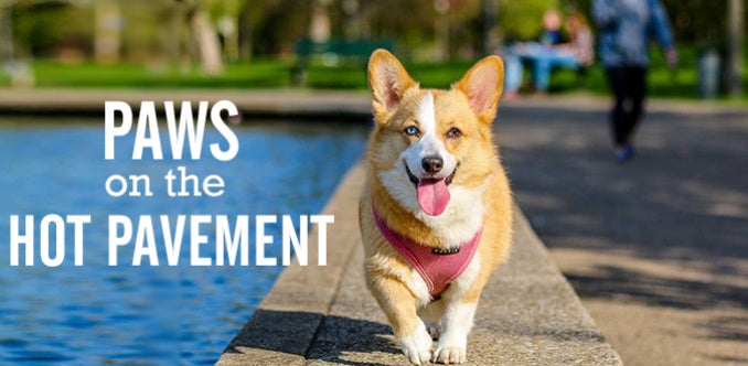 How to Protect Your Dog’s Paws From Hot Pavement