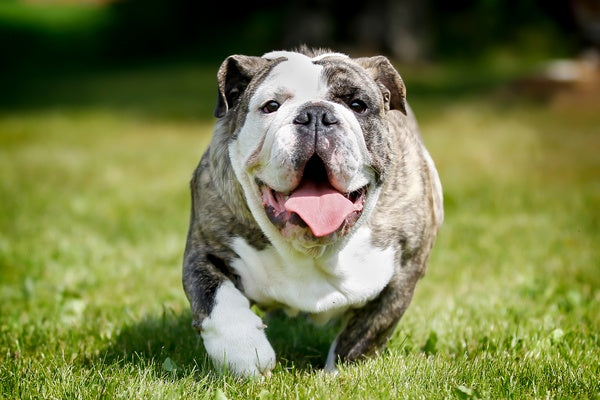 Pet Weight Management Basics