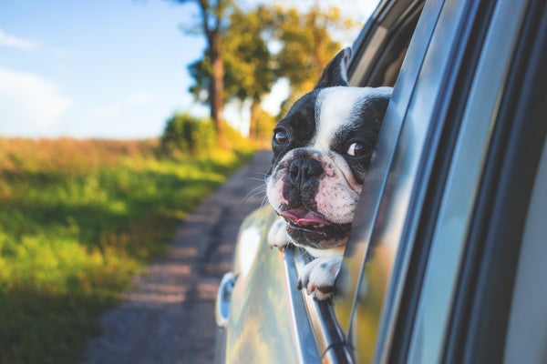 Top Five Summer Travel Tips for Pets