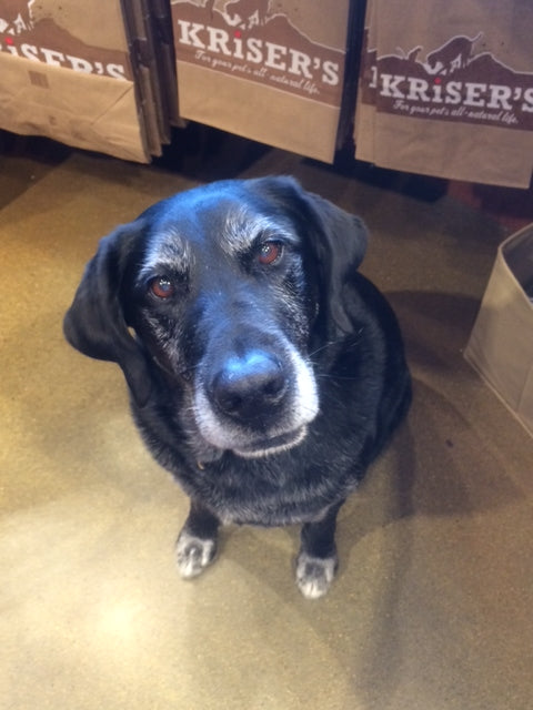 The Best Products for Senior Pets