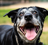 What to Expect as Your Pet Becomes a Senior