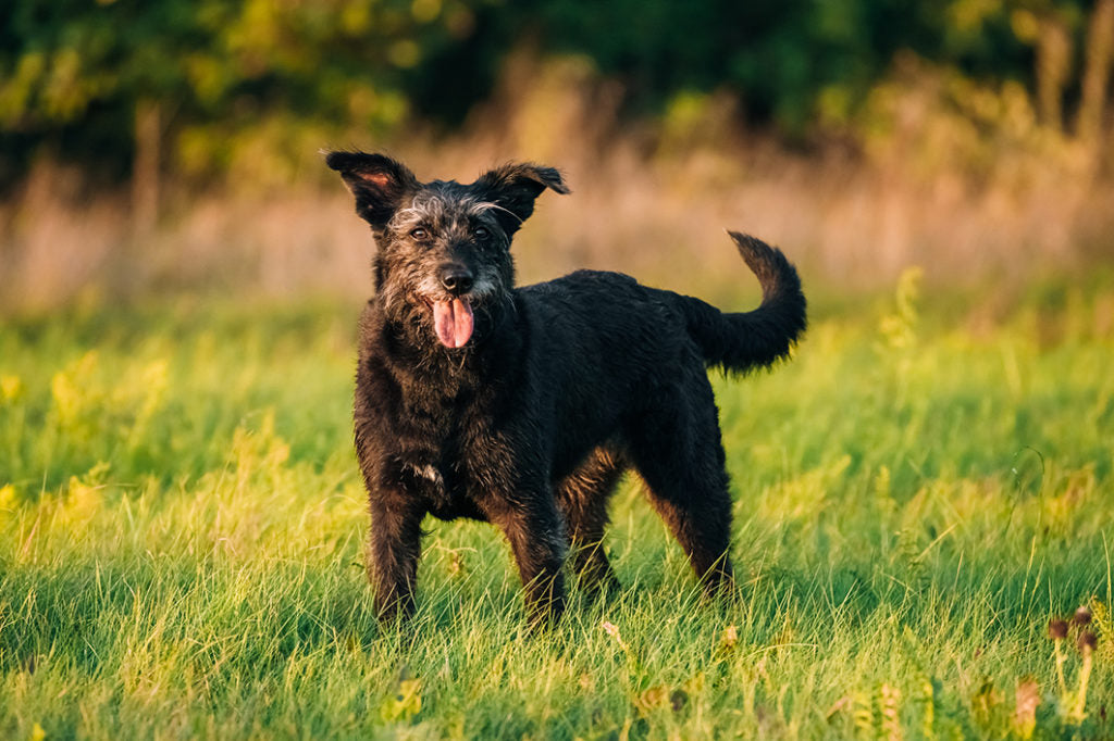 Benefits of CBD Oil for Senior Dogs