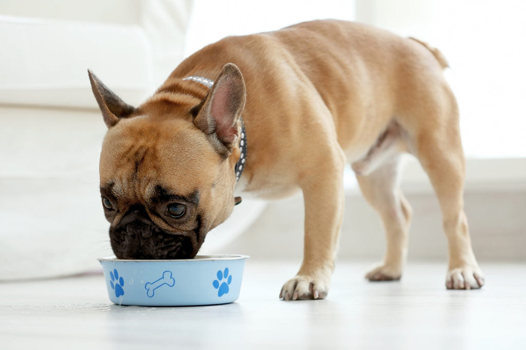 The Fromm Family Pet Food Story