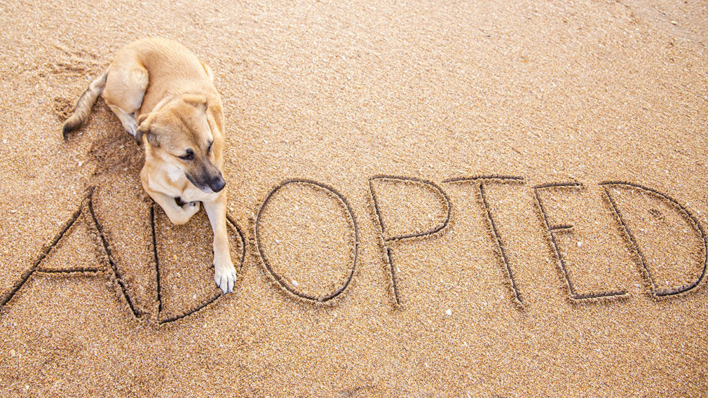 Why You Should Adopt an Older Pet