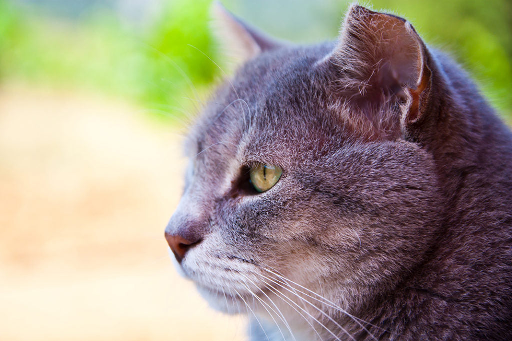 Senior Pet Care Tips