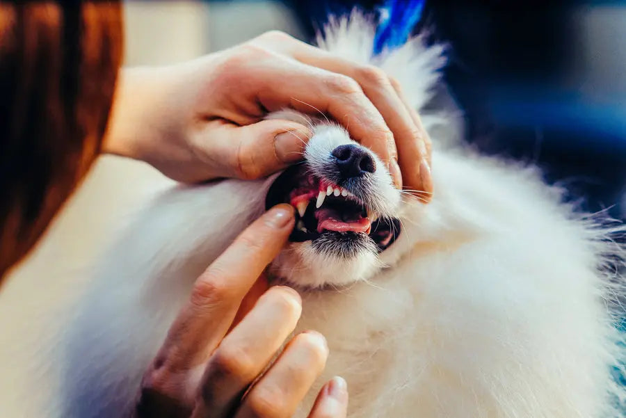 How to Brush Your Pet’s Teeth