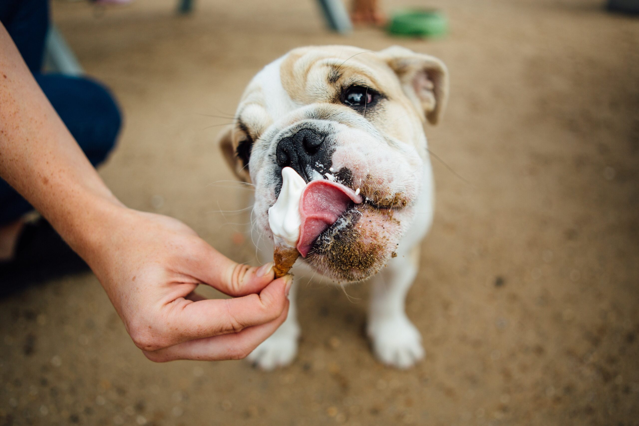 What Your Dog Would Pick From the Ice Cream Truck