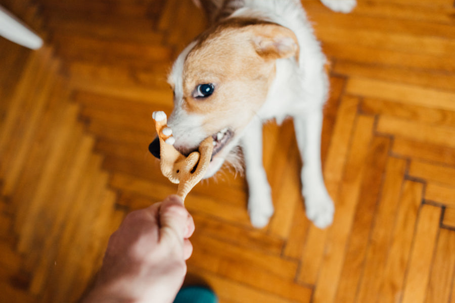 Fun Dog Videos to Brighten Your Day