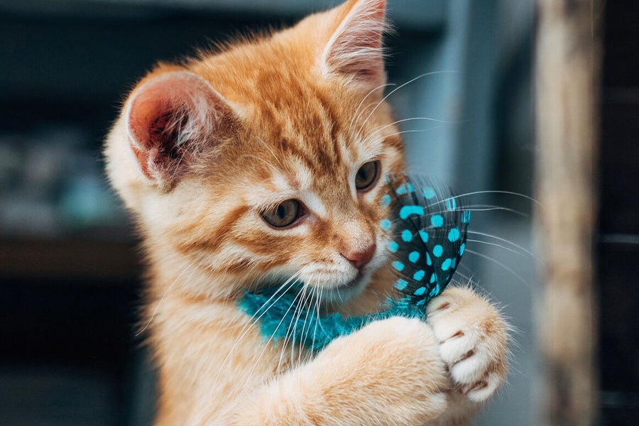 What to Expect When Bringing Home a New Kitten