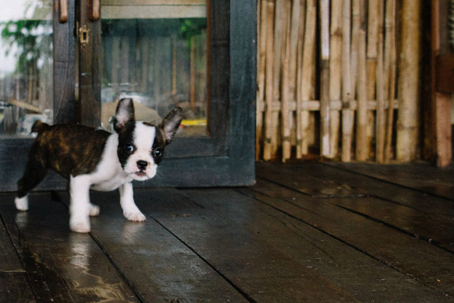 Bringing Home a New Puppy: Essential Tips
