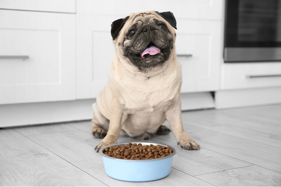 The Risks of a Too-Tight Collar for Pets