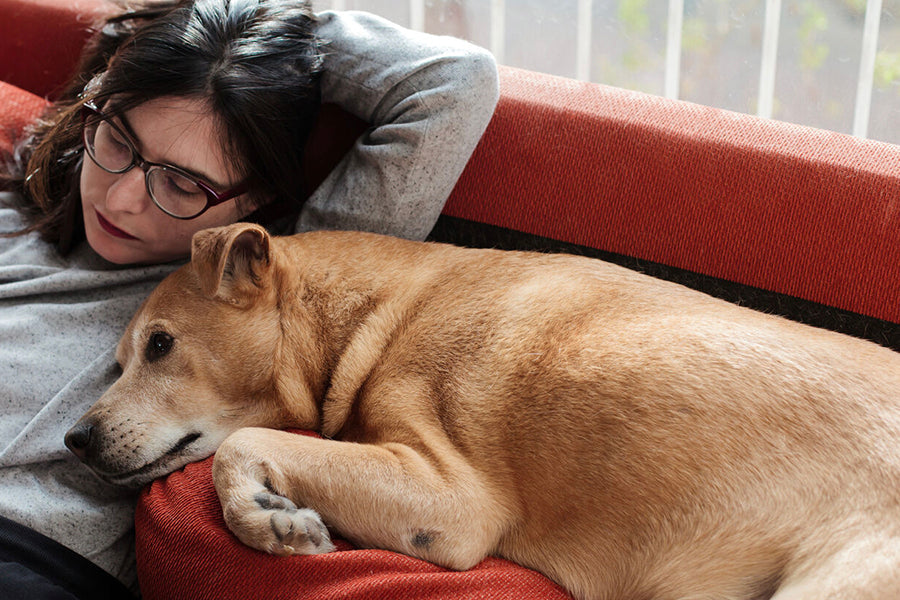 How to Navigate the Holidays With Pets