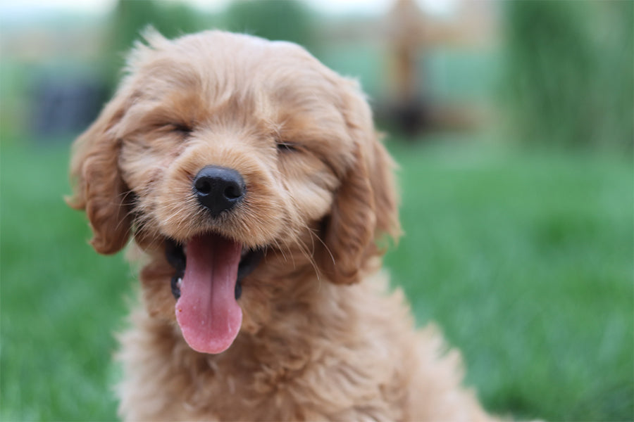 How to Enrich Your Pet’s Life Beyond Food and Comfort