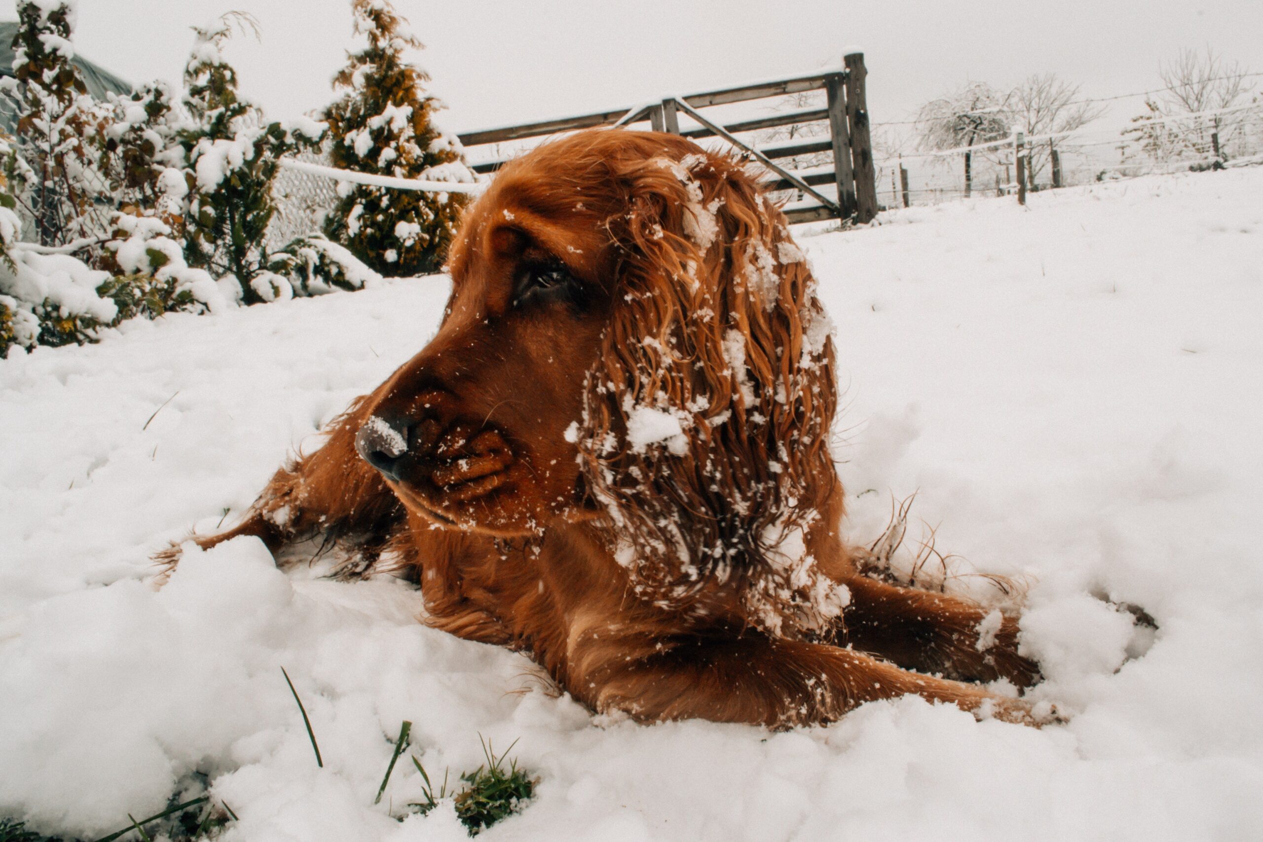 How to Help Pets Enjoy Winter (Even if They Aren’t Huskies)