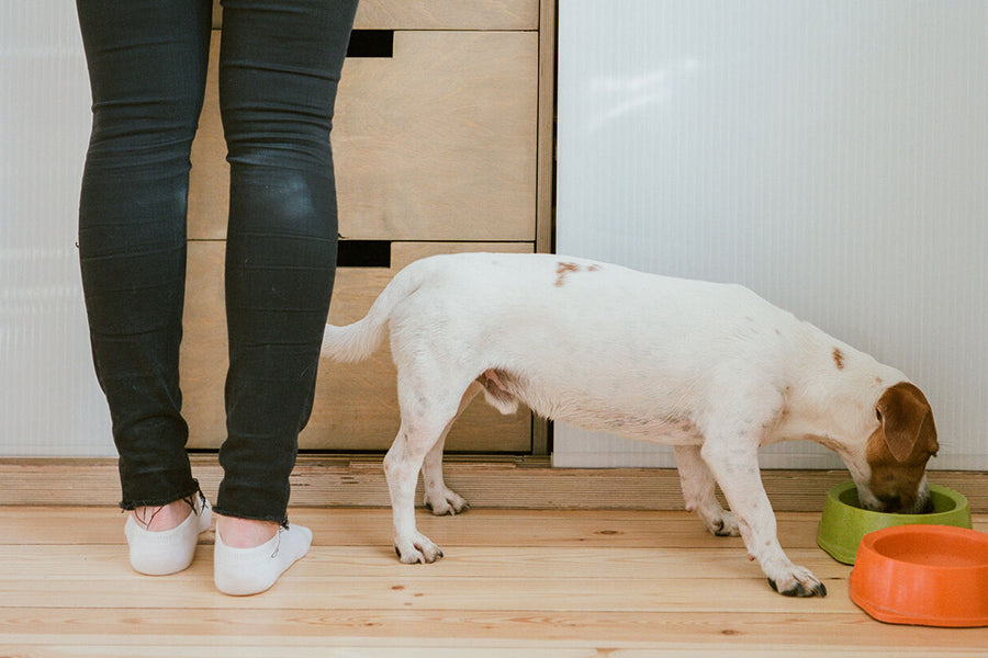 Why Your Pet Will Love Their New Food Bowl