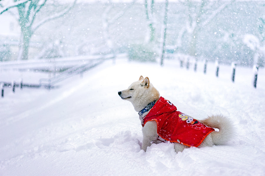 Making Winter Fun for Your Pet