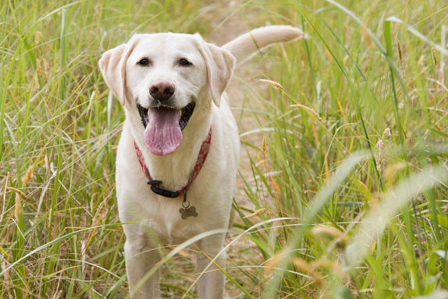 Preventing Fleas and Ticks in Pets