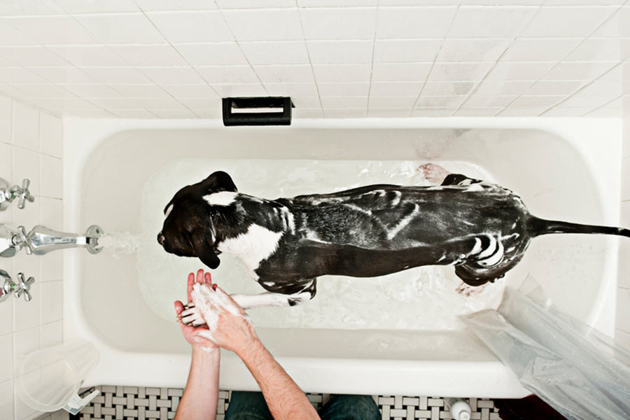 Why Grooming Strengthens Your Bond With Pets