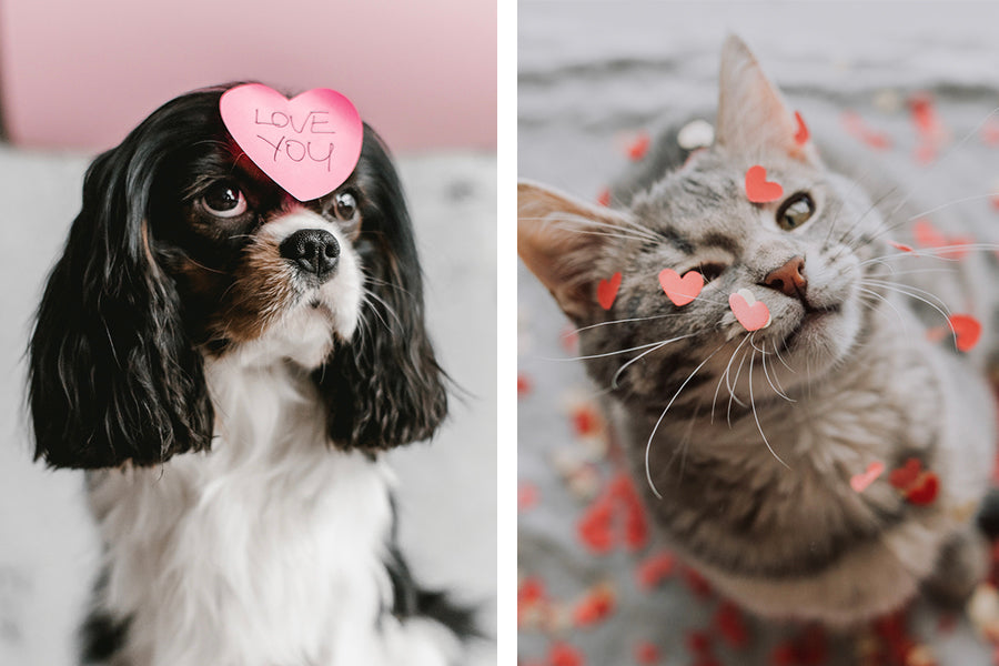 Expressing Pet Emotions