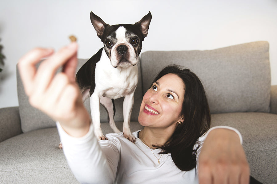 How to Encourage Pets to Exercise With Food Play