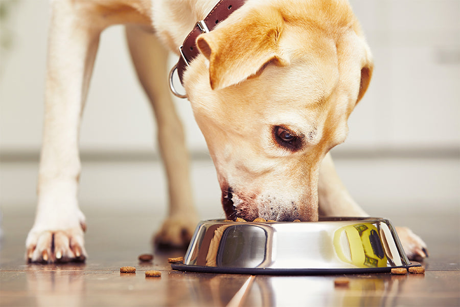 Why Proper Dishwashing Matters for Pets