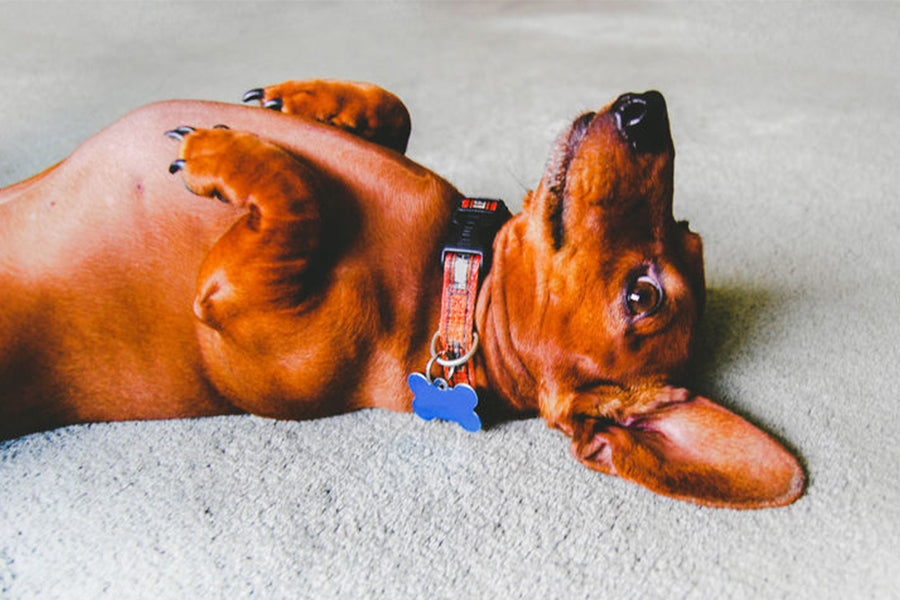 How to Keep Your Pet Cool in Hot Weather