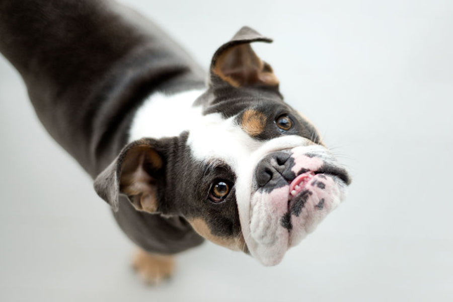 How to Say No to Your Pet’s Begging