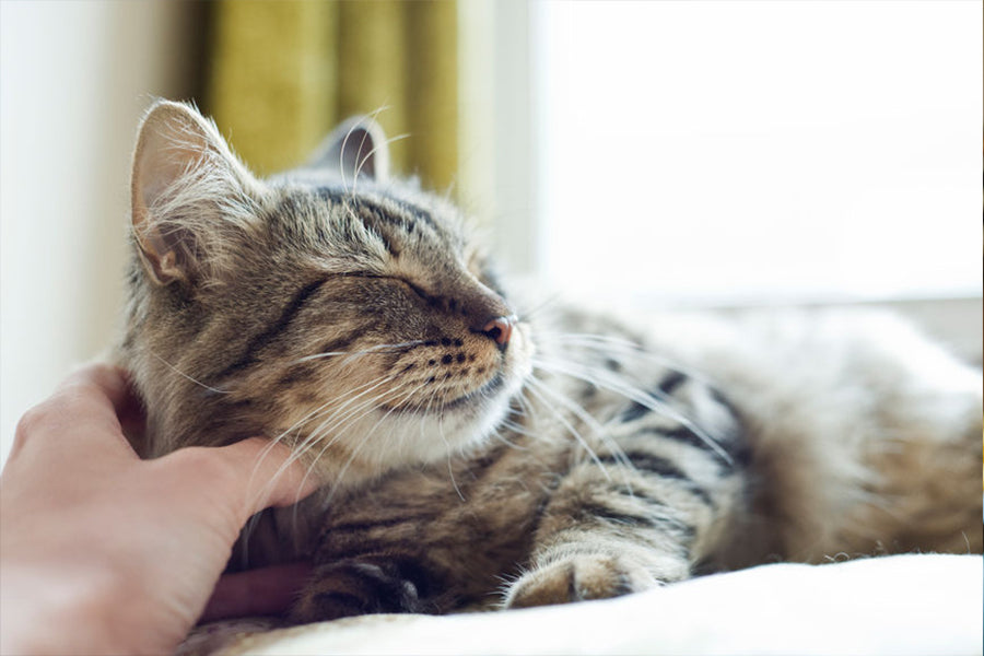 Tips to Make Your Cat Happy
