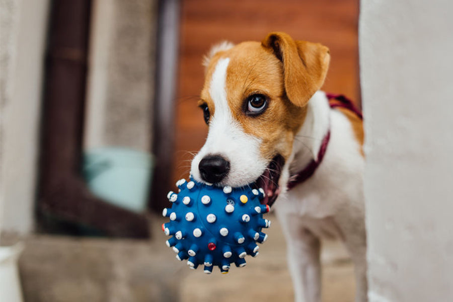 Balancing Pet Care and Homework