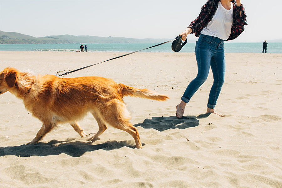 How to Handle Leash Problems With Your Dog