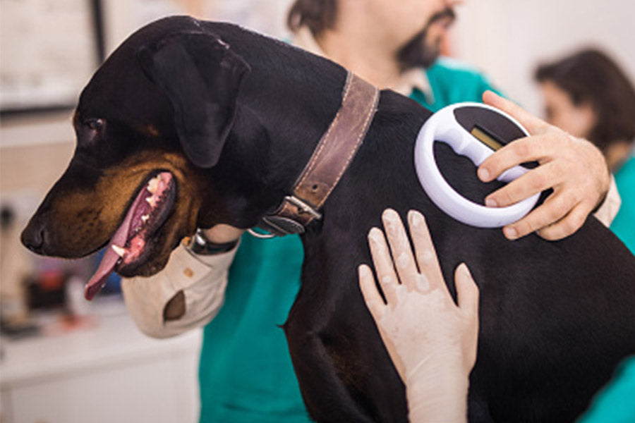Why Microchipping Your Pet Matters