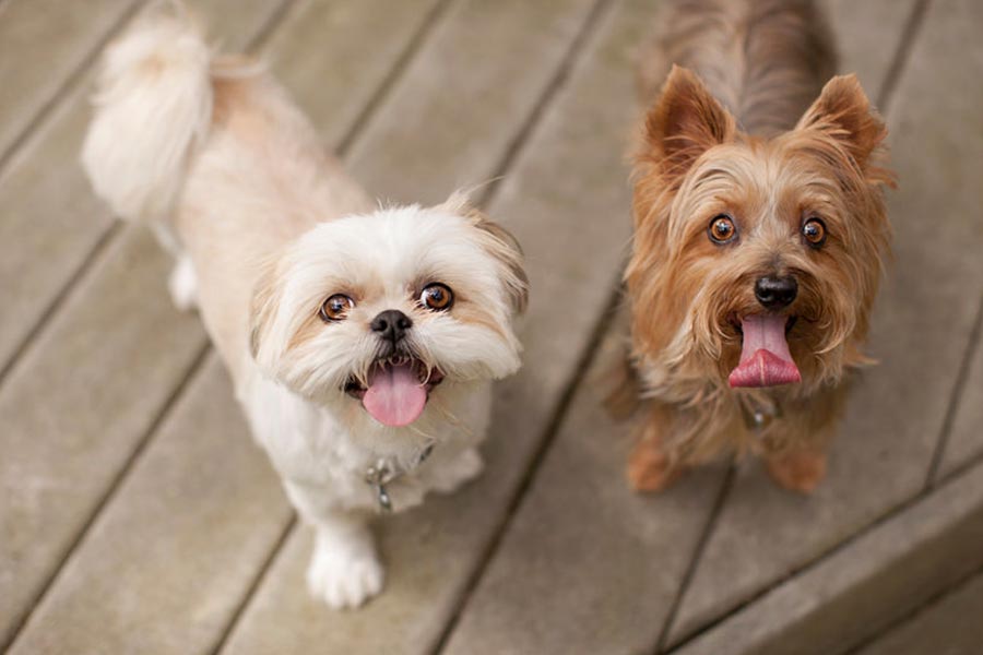 Why Farmina Italian Pet Food Stands Out