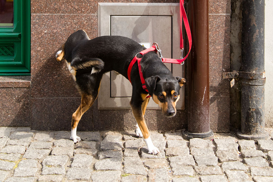 Urban Survival Kit for Pet Owners