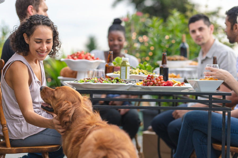 Key Tips for Traveling With Habitual Pets