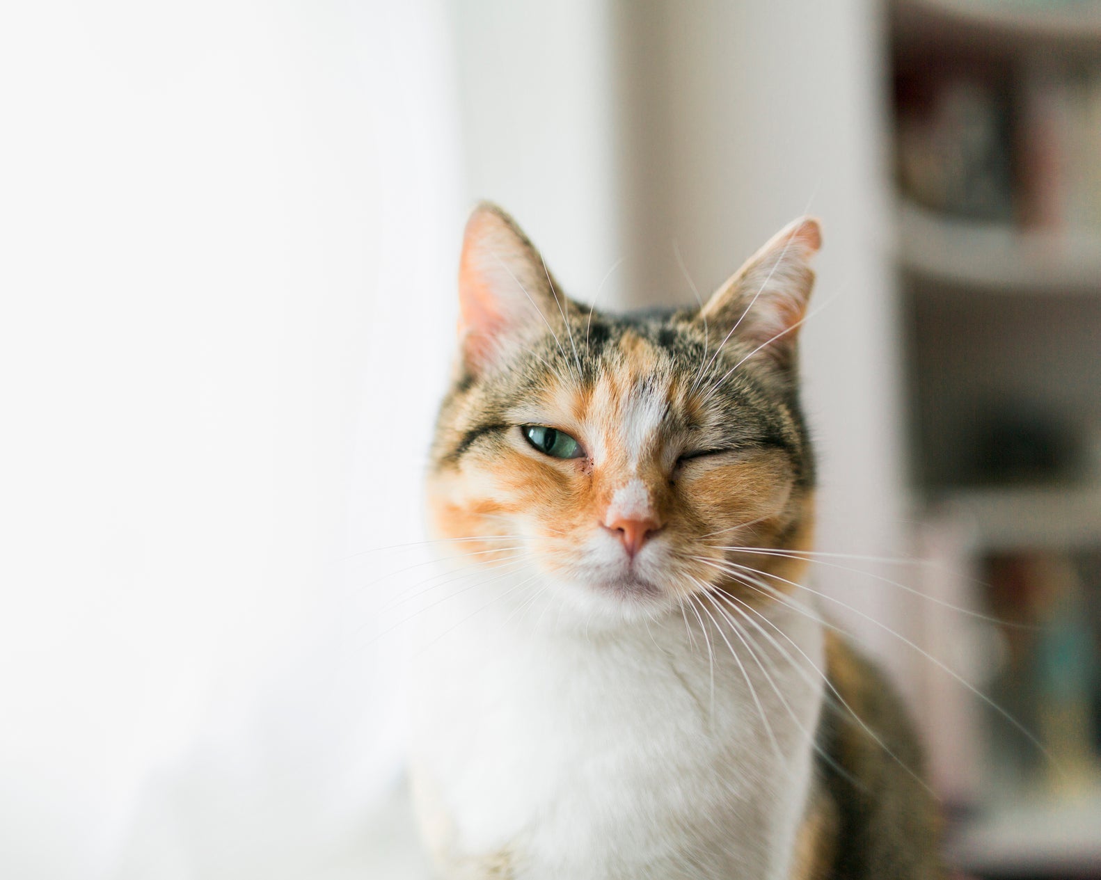 How to Add Routines to Your Cat’s Life