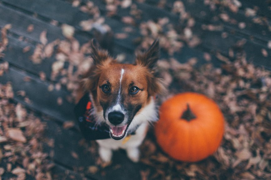 How Pumpkin Supports Pet Digestive Health