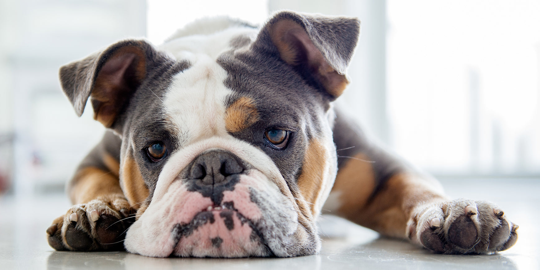 How to Feed Your Dog Like Their Wild Ancestors