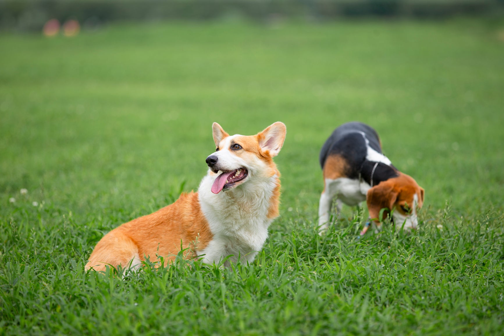 Pet-Friendly Spring Cleaning Tips for Home and Yard
