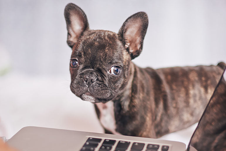 Pets as Your Favorite Coworkers