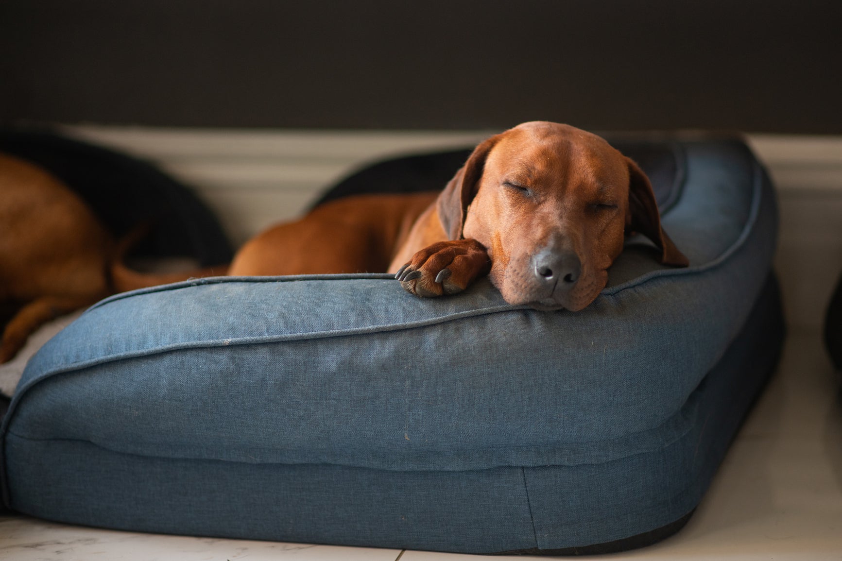 Ten Tips to Help Your New Pet Settle In