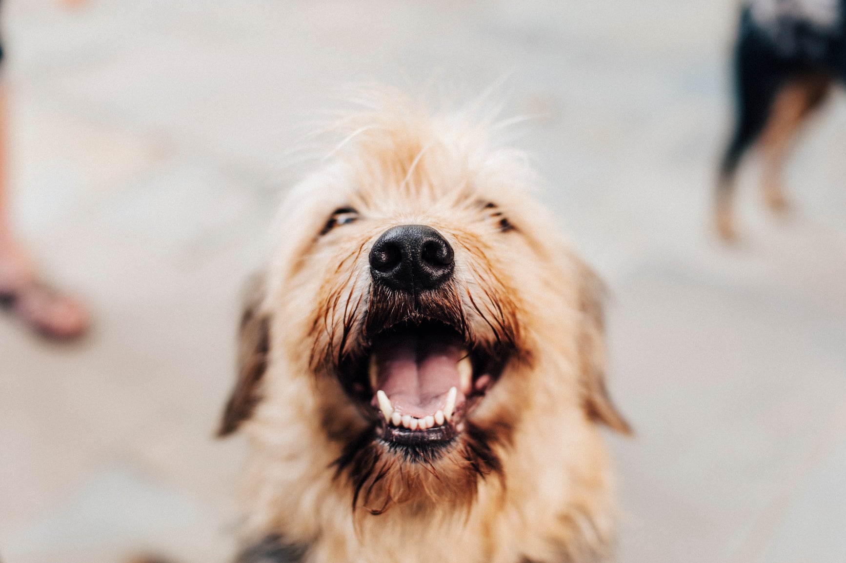 Dog Body Language Basics